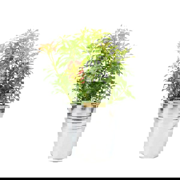 Pieris Forest Flame Unbranded