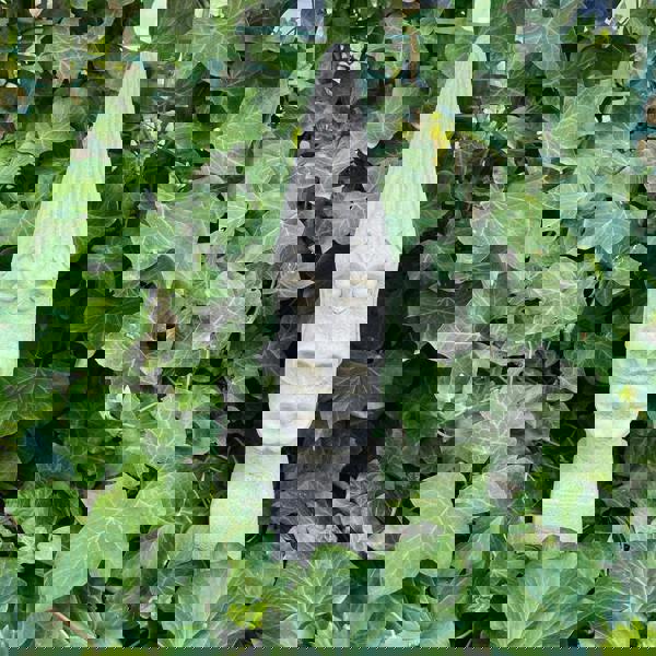 Medium Sized Easter Island Moai Tiki Head