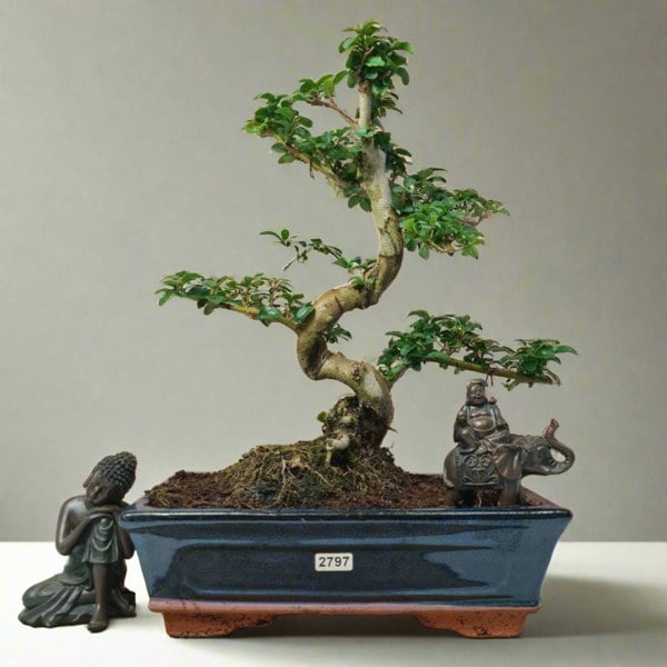 Yorkshire Bonsai Chinese Privet (Ligustrum Sinense) Bonsai Tree | Shaped | In 25cm Pot