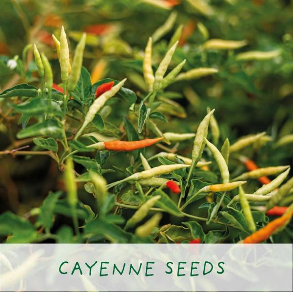 Red Hot Chilli's Eco Grow Your Chilli Plant - product in use