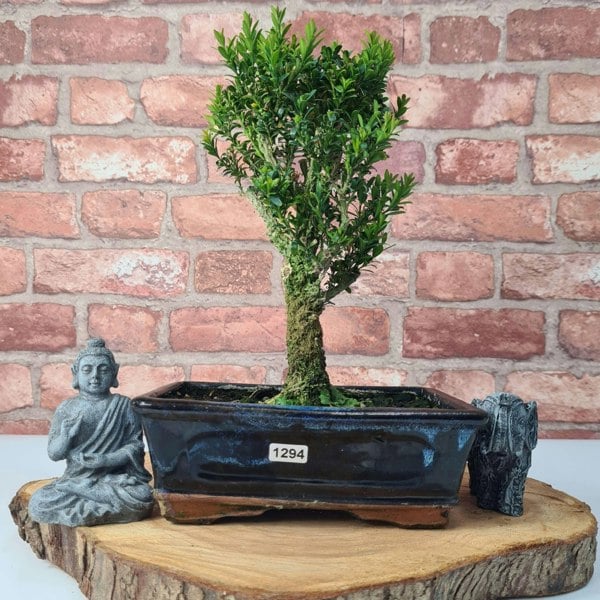 Boxwood (Buxus Harlandii) Bonsai Tree | Broom | In 20cm Pot