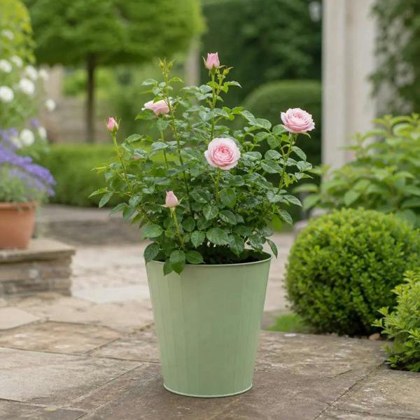 3L Happy Silver Wedding Light Pink Rose Bush - Beautiful Flowering Plant Gift