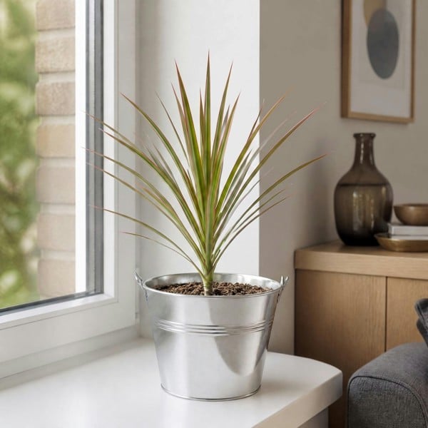 Dracaena Marginata Dragon Tree - 12cm Tropical Houseplant - Galvanised Pail - 1