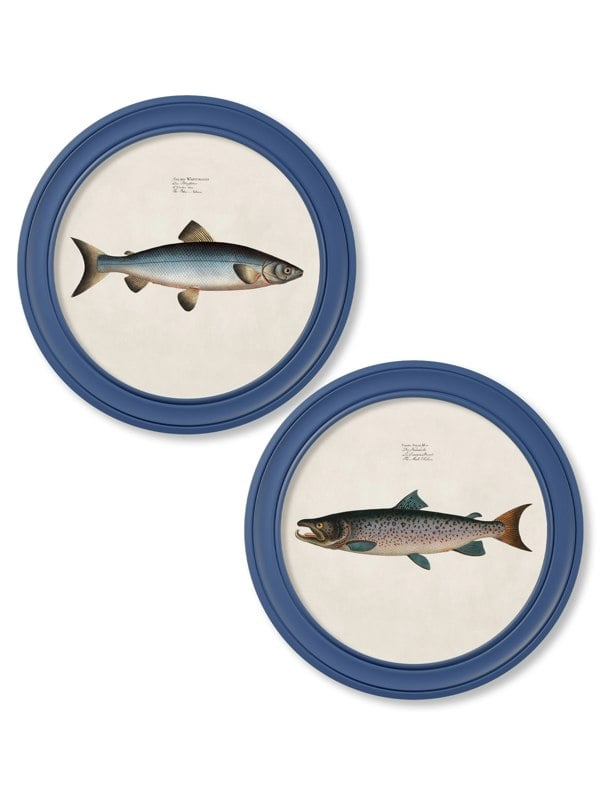 Exceptional Art c.1785 Studies of Salmon - Round Frame Blue