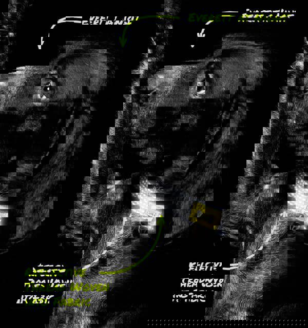 Built New York BUILT PET Medium NightSafe™ Reflective Collar - Blue