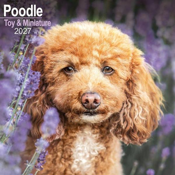 Toy & Miniature Poodle Calendar 2027, Wall Calendars, Month To View, Dogs, Gift