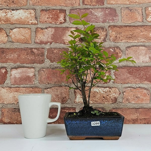 Yorkshire Bonsai Bird Plum (Sageretia) Bonsai Tree | Broom | In 15cm Pot