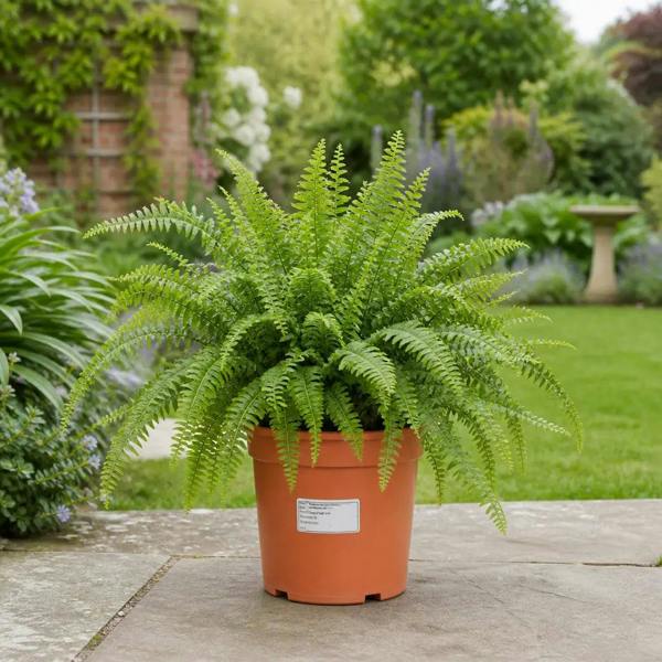 Nephrolepis Boston Fern 17cm Pot – Easy Care Pet Friendly Indoor Houseplant