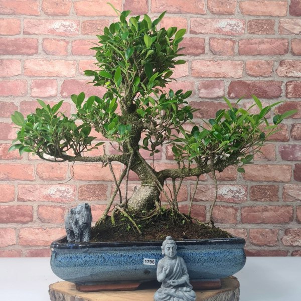 Ficus Microcarpa (Banyan Fig) Large Indoor Bonsai Tree | Shaped | In 35cm Pot - Yorkshire Bonsai