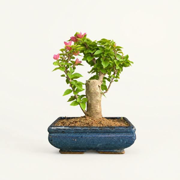 Yorkshire Bonsai Bougainvillea Flowering Bonsai Tree | Broom | In 20cm Pot