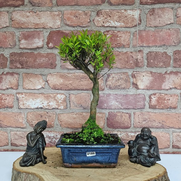 Yorkshire Bonsai Brush Cherry (Syzygium) Bonsai Tree | Broom | In 15cm Pot