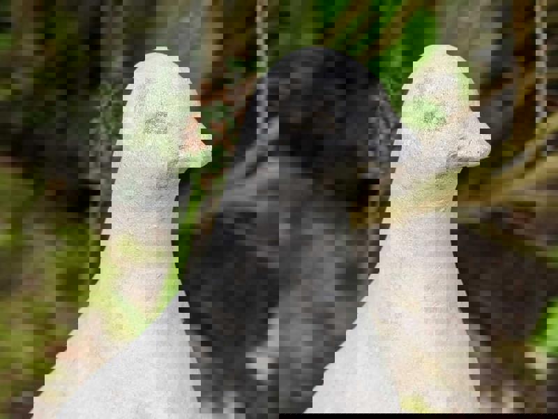 Floor level Birdbath with Perching Pigeon / Bird feeder