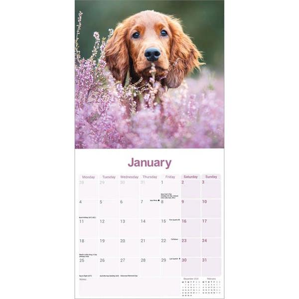Irish Setter Calendar 2027, Wall Calendars, Month To View, Dogs, Gift
