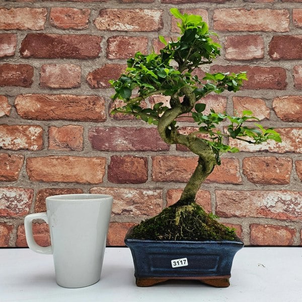 Yorkshire Bonsai Chinese Privet (Ligustrum Sinense) Bonsai Tree | Shaped | In 15cm Pot