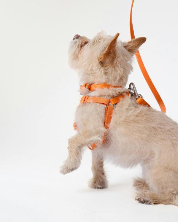 Barc London Mandarin Orange Dog Harness