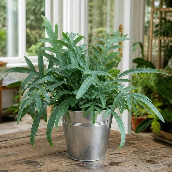Phlebodium Blue Star Fern – Elegant Blue-Green Foliage Indoor Houseplant - Galvanized Bucket
