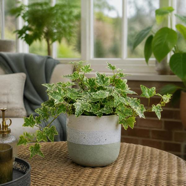 Hedera Variegated Ivy 12cm Pot Plants By Post