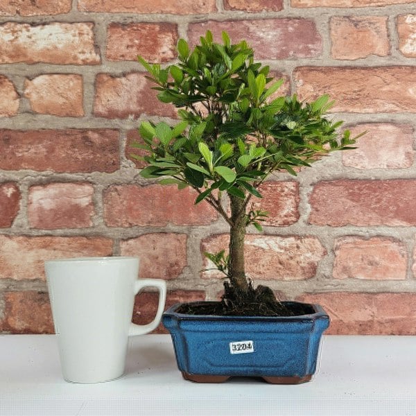 Yorkshire Bonsai Azalea (Rhododendron) Bonsai Tree | Broom | In 15cm Pot