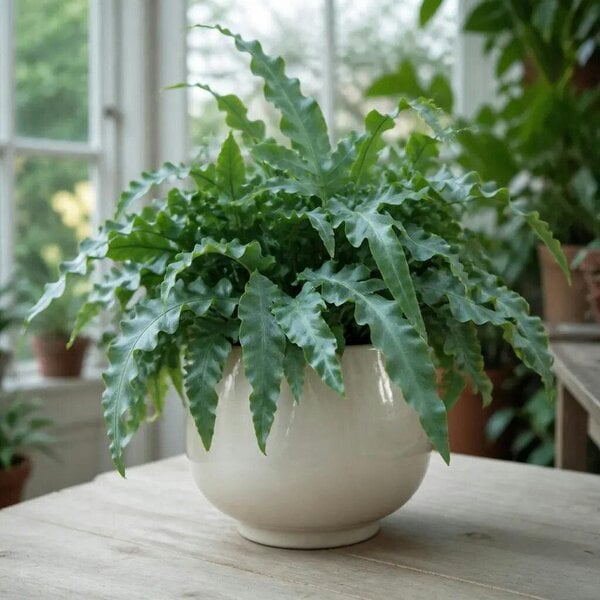 Phlebodium Blue Star Fern – Elegant Blue-Green Foliage Indoor Houseplant