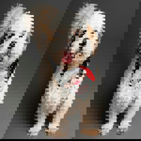 Personalised Memento Company Personalised Santa Dog Bandana