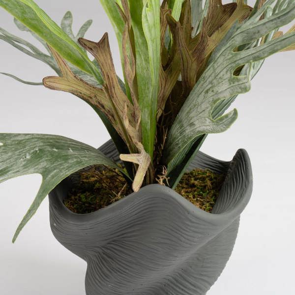 Scottish Everlastings 53cm Sea Greens in Cement Shell Pot