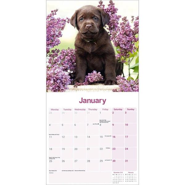 Chocolate Labrador Retriever Calendar 2027, Wall Calendars, Month To View, Dogs, Gift