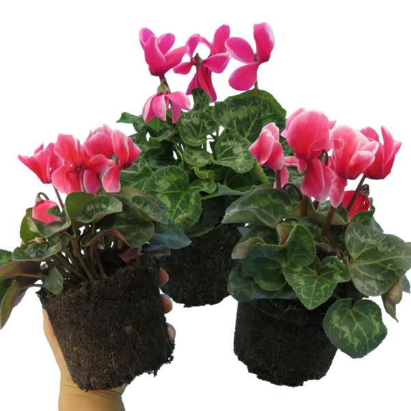 Large Cyclamen Bicolour Flame 1Ltr Pot Pack of 3 & 6 Flowering Plants Plants By Post