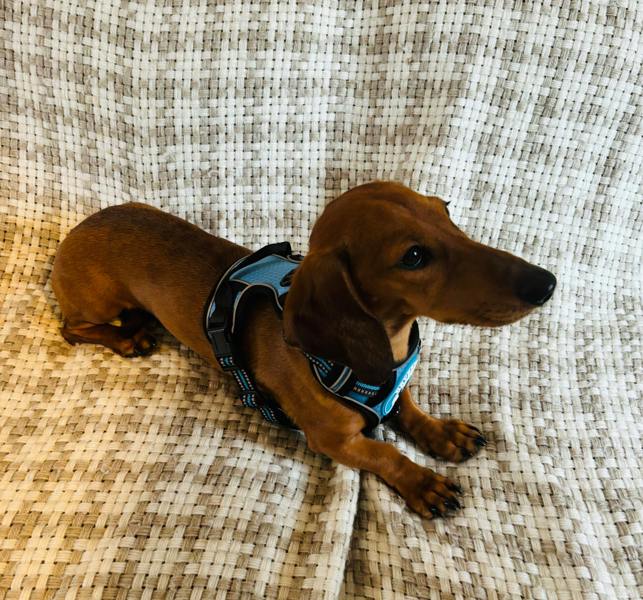 DRYBONES Dog Harness