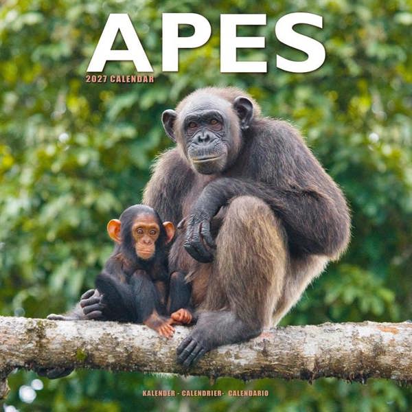 Apes Calendar 2027, Wall Calendars, Month To View, Animals, Gift