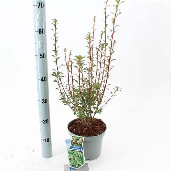 Direct Plants Enkianthus Campanulatus Red Bells Garden Large Shrub Supplied in a 3 Litre Pot