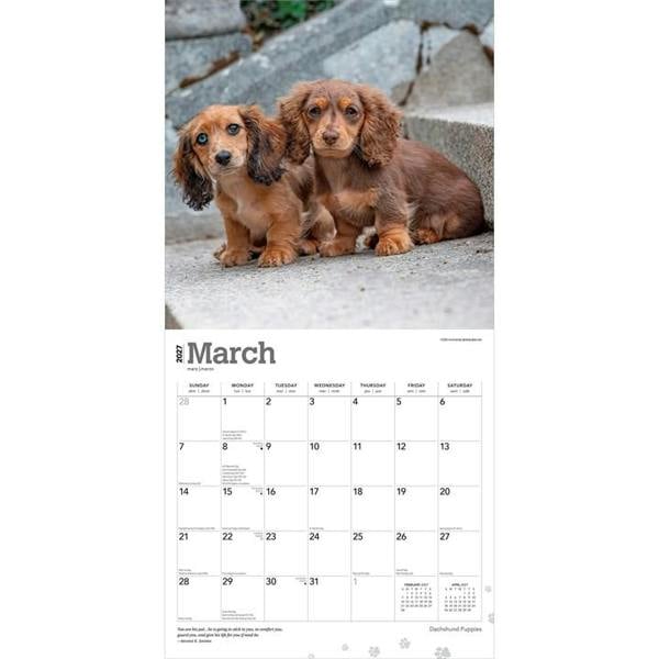 Dachshund Puppies Calendar 2027, Wall Calendars, Month To View, Dogs, Gift