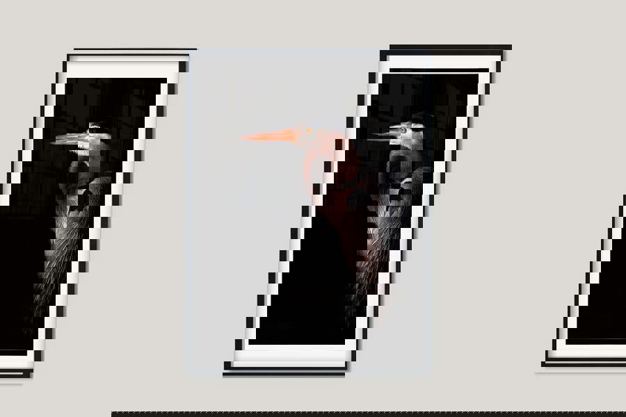 Fernlight Gallery Great Blue Heron Portrait