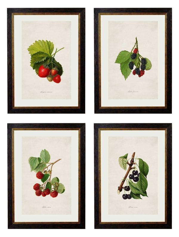Exceptional Art c.1886 Study of Berries & Cherries