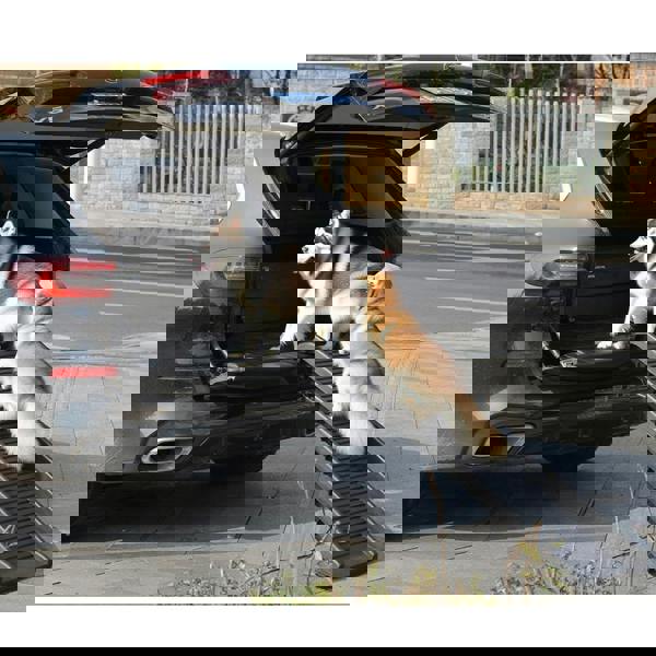 Gr8 Garden Dog Pet Ramp Plastic Folding Lightweight Strong Bi Fold Travel Car Van Portable