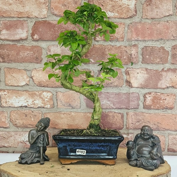 Yorkshire Bonsai Chinese Privet (Ligustrum Sinense) Bonsai Tree | Shaped | In 15cm Pot
