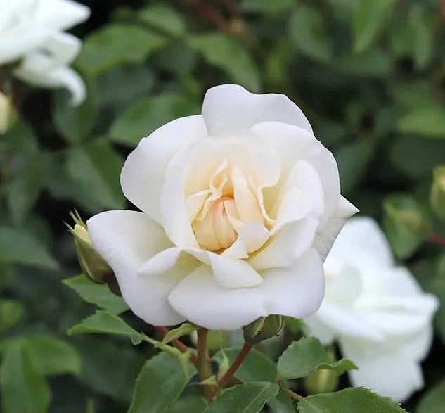 Patio Rose White In 4L Pot Plants By Post