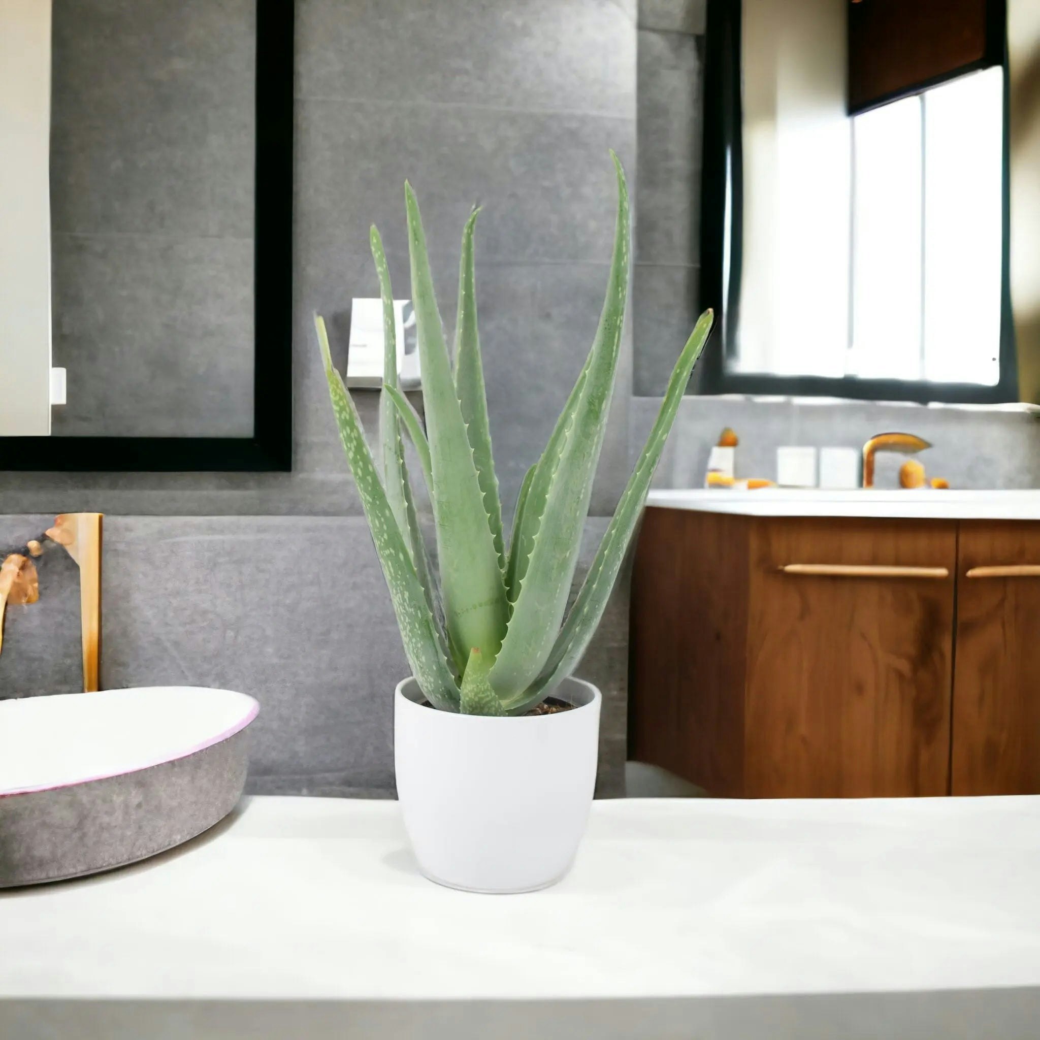 Plants By Post White Aloe Vera Plant 12Cm Pot For Indoors - Medicinal Houseplant - Ceramic