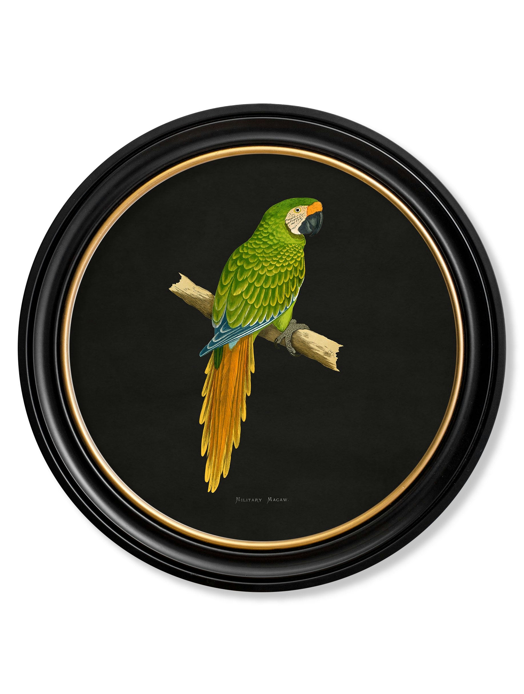 Rackhams Black C.1884 Collection Of Macaws In Round Frames - 70 X 70Cm - Military Macaw