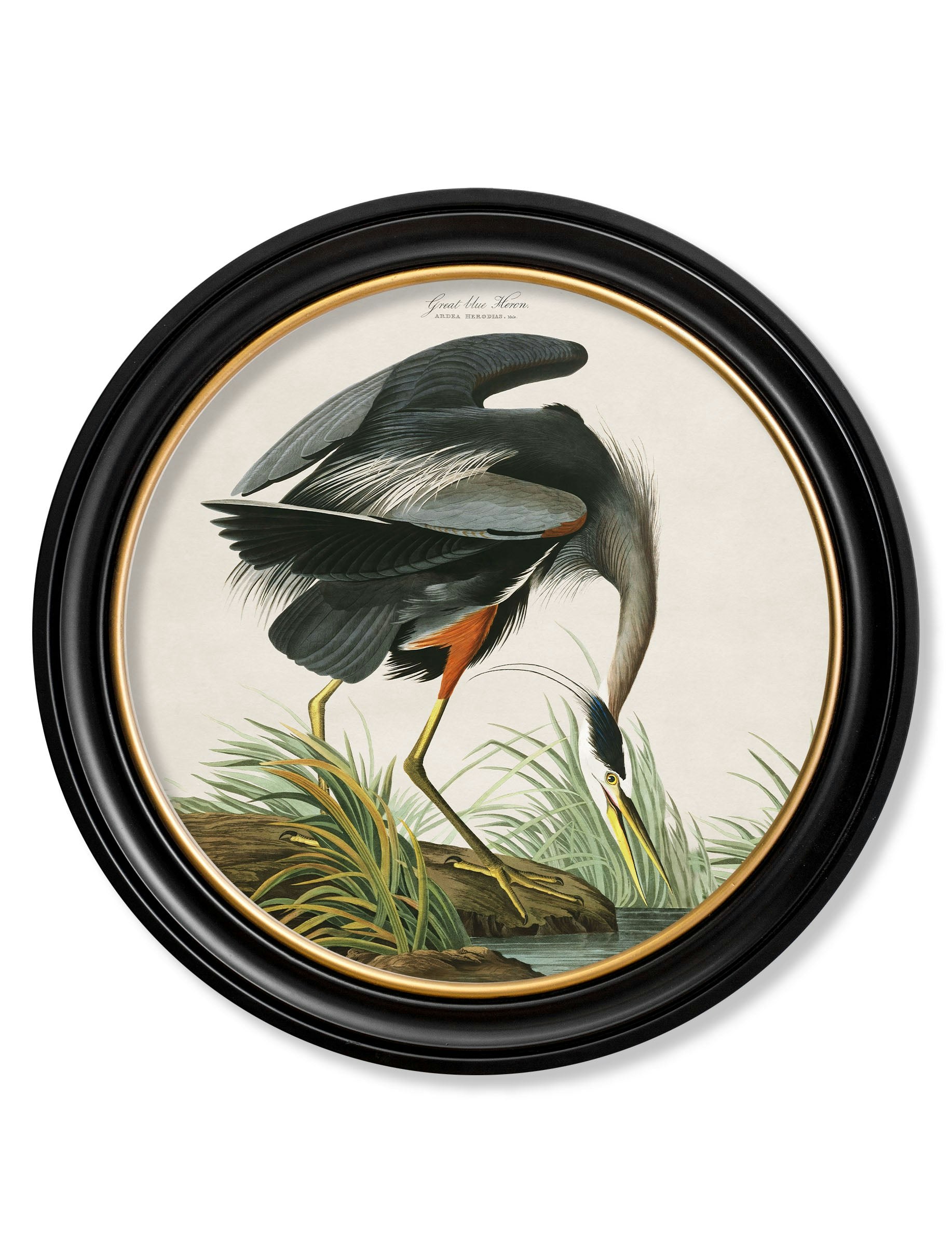 Rackhams Blue C.1838 Audubon's Great Heron - 96 X 96Cm - Oxford Round - Great Heron