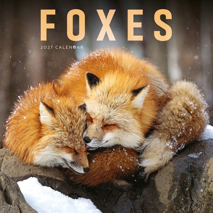 Carousel Worldwide Foxes 2027 Square Wall Calendar 12-Month | PB | 2026 - Image 7