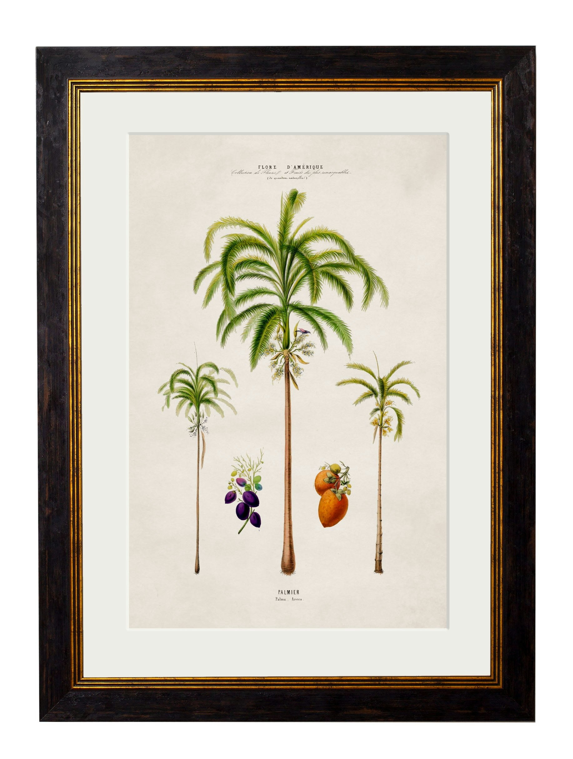 Rackhams Black C.1843 Studies Of South American Palm Trees - 38 X 50Cm - Areca Palms