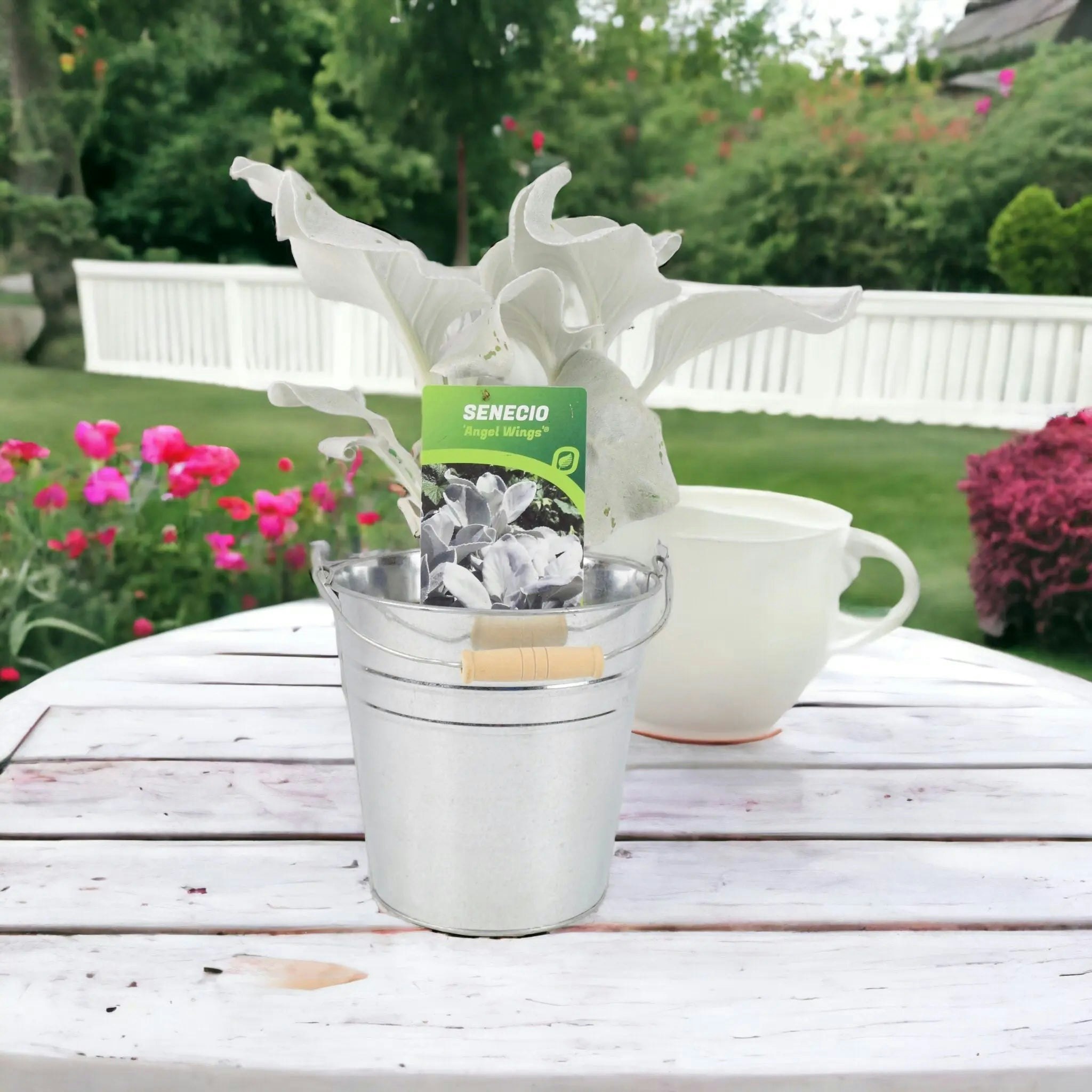 Plants By Post White Senecio Angel Wings 2L - Hardy, Eco-Friendly Foliage Plant With Silvery Leaves - Metal Zinc Pail