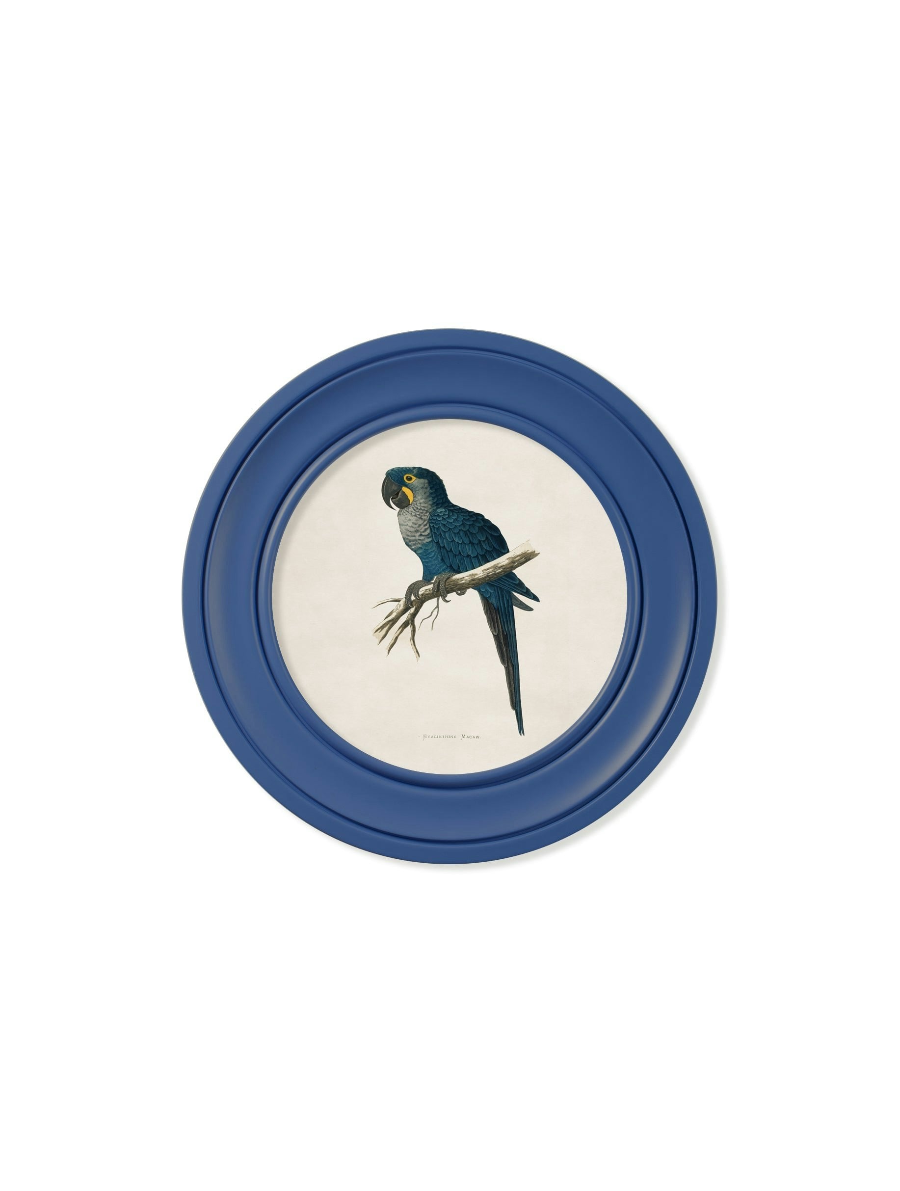 Rackhams Blue C.1884 Collection Of Macaws In Round Frames - 44 X 44Cm - Hyacinthe Macaw