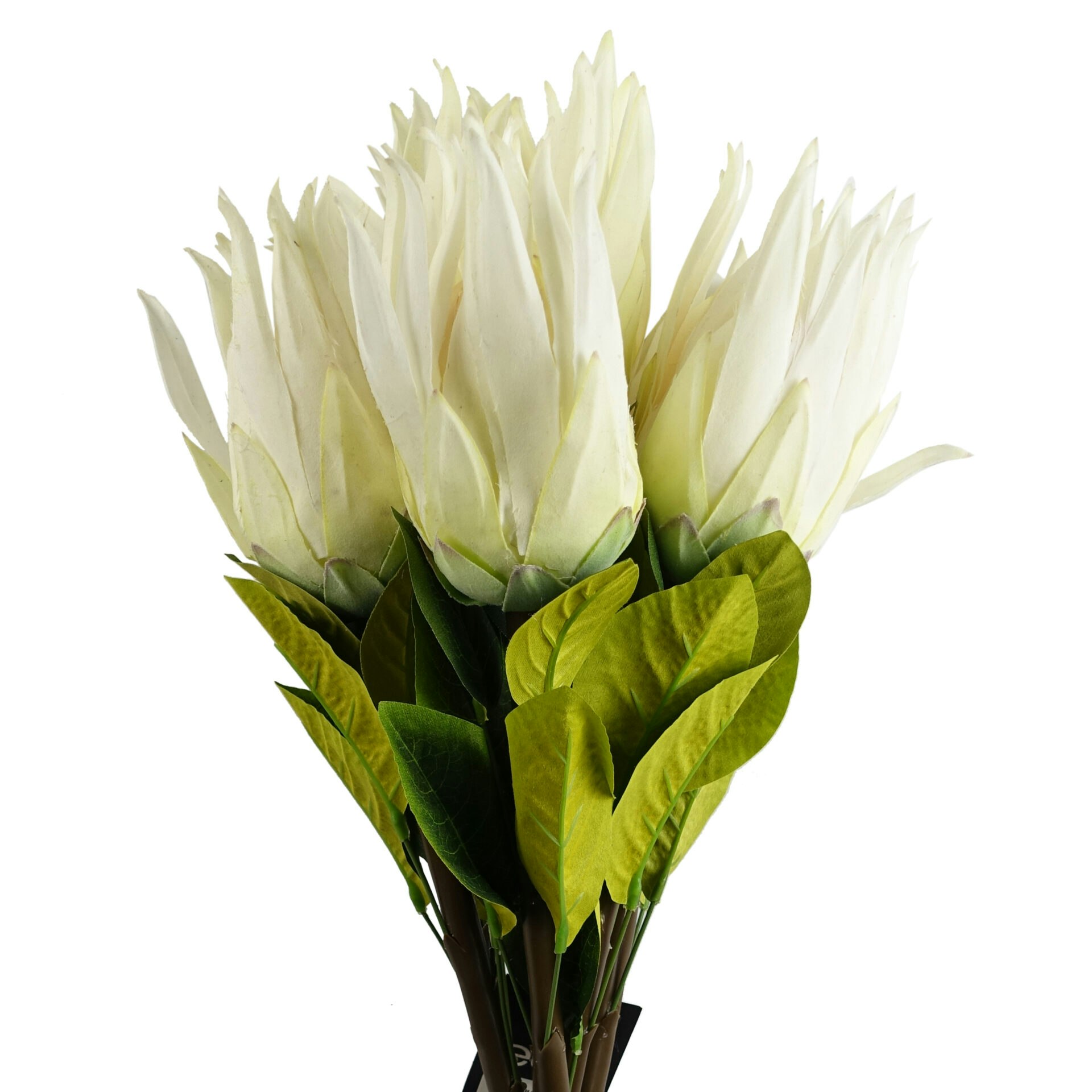 Leaf White Pack Of 6 X Protea Sugarbush Flower Stem - 6 X Sugarbush - 65Cm