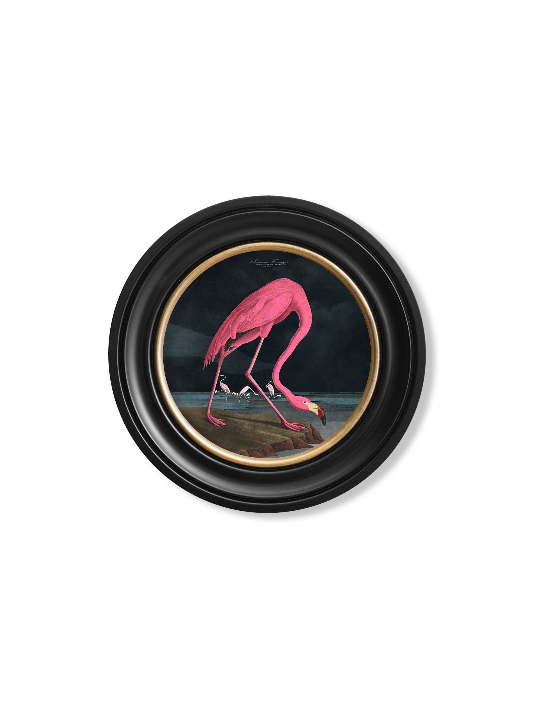 Rackhams Dark C.1838 Audubon's Flamingo - Round Frame - 44 X 44Cm - Oxford Round