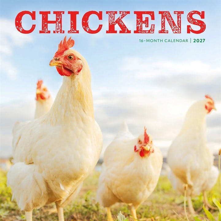 Rackhams Light Chickens Calendar 2027, Wall Calendars, Month To View, Animals, Gift