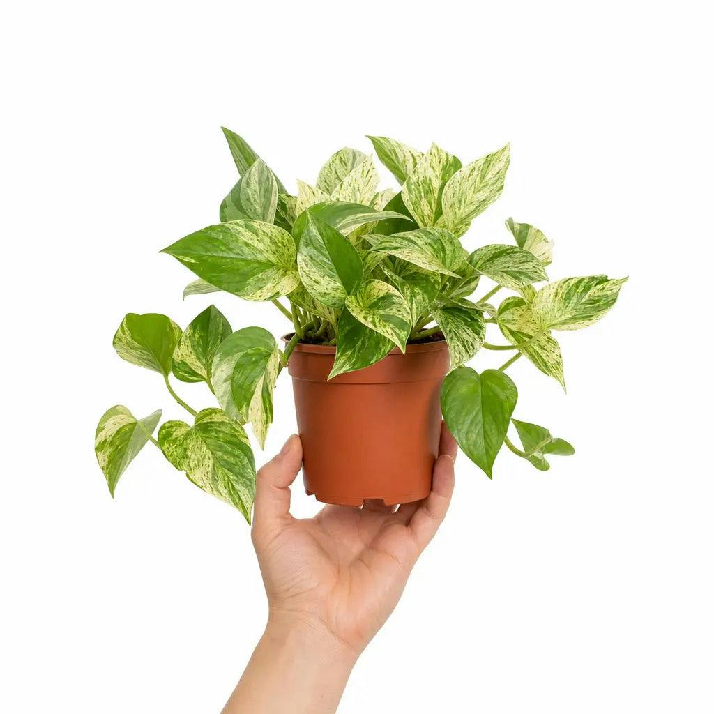 - Epipremnum Marble Queen Pothos Variegated 12Cm Pot Nursery Pot - Image 2
