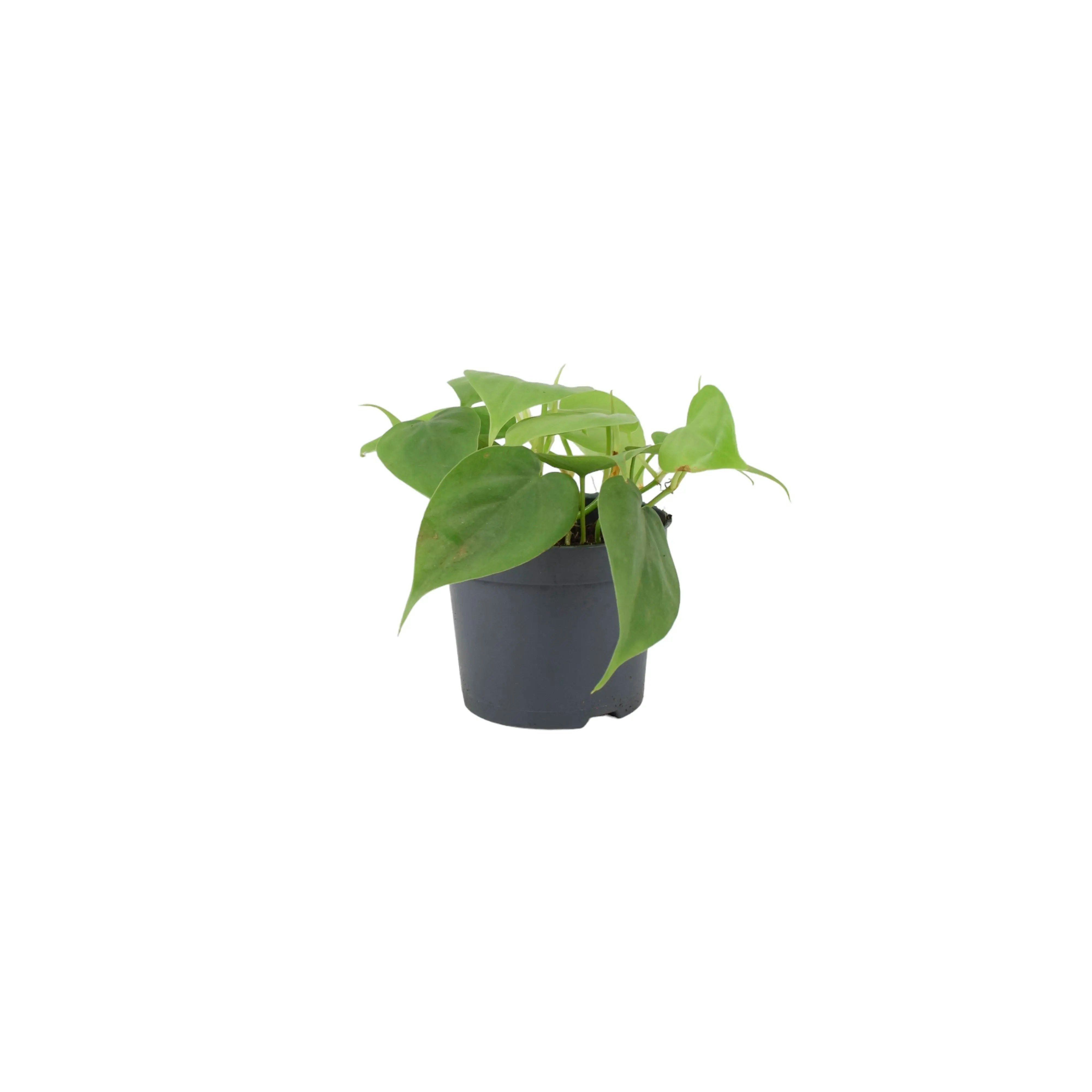 Plants By Post Dark/Green Philodendron Scandens - Heartleaf Trailing Plant In 12Cm Pot - No Container