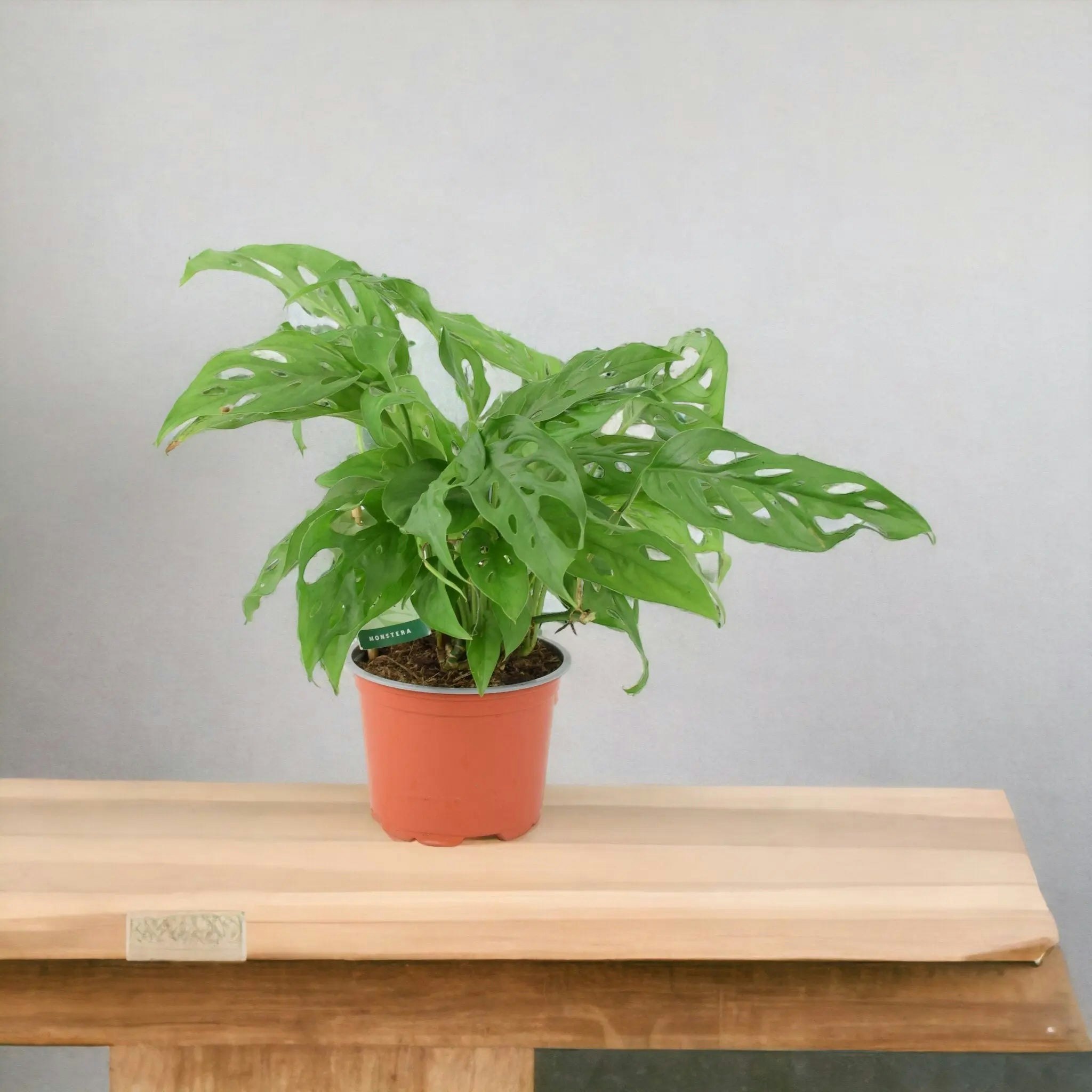 Plants By Post Light Monstera Monkey Cheese Plant - Swiss Cheese Plant Tropical Houseplant - No Container