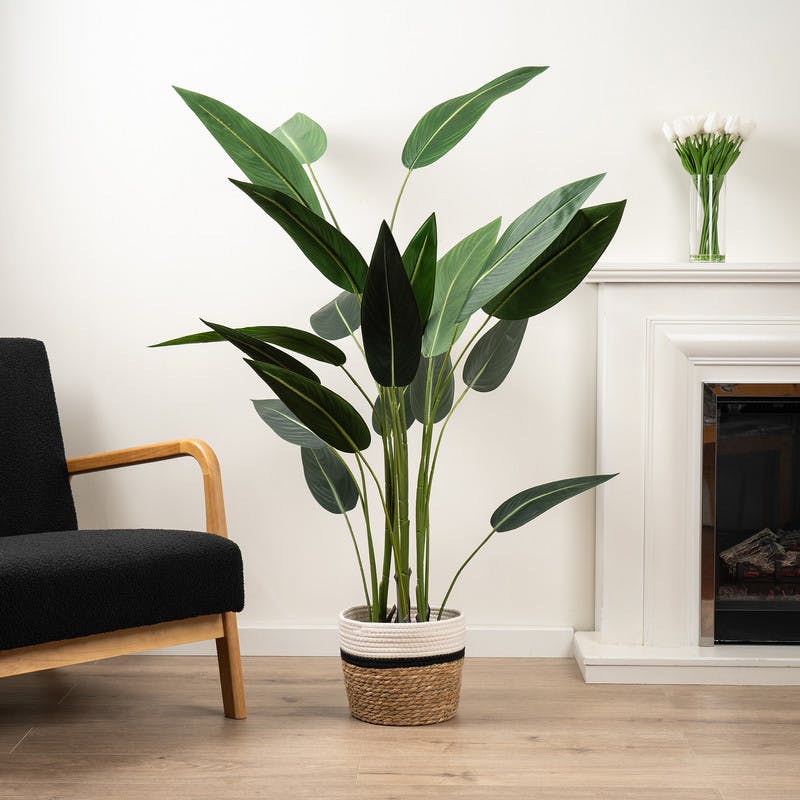 Scottish Everlastings Green 160Cm Bird Of Paradise Tree